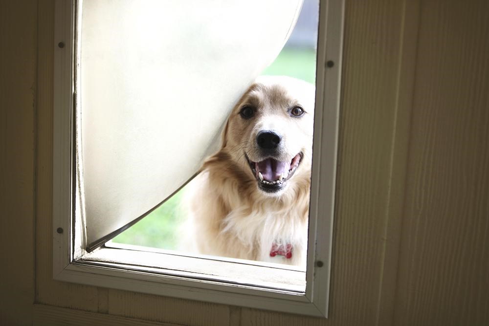 picture of a dog looking at the camera through its doggy door