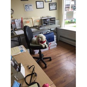  Ace Handyman Services Wilkes-Barre and Scranton Mascot Hanging Out at the Office