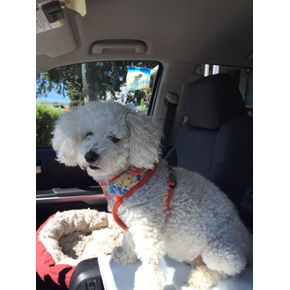 CC Hanging Out on a Project