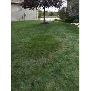 Yard Repair in Wichita Kansas (After)