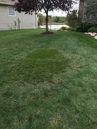 Yard Repair in Wichita Kansas (After)