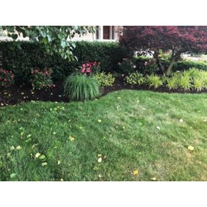 ACE Handyman Services Wilkes-Barre and Scranton Landscaping Update with Knock Out Roses and Mulched Bed in Exeter, PA