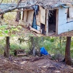 Shed Removal Shed Removal
