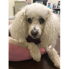 Ace Handyman Services Wilkes-Barre and Scranton Mascot 