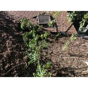 Debris removal - before