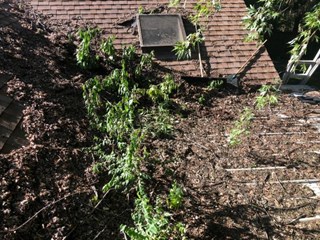 Debris removal - before