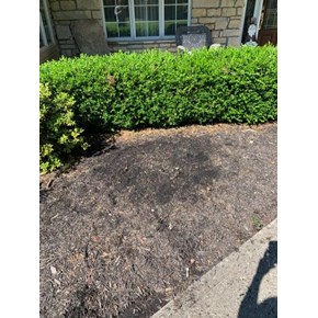 Shrub Removal