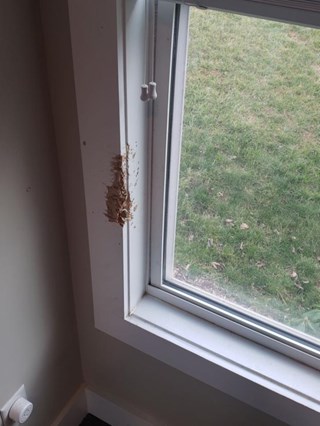 Window Trim, Asheville NC - Before Photo (pet damage)