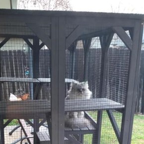 Pet Enclosure Assembly - Lake Dallas, TX