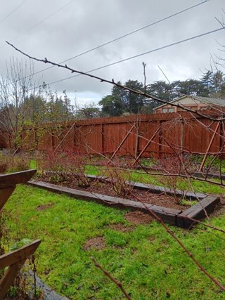 Redwood fence repaired by Ace Handyman Services after a storm in Humboldt County, California. Fence was shored up in front of garden boxes. There are no loose fence boards.