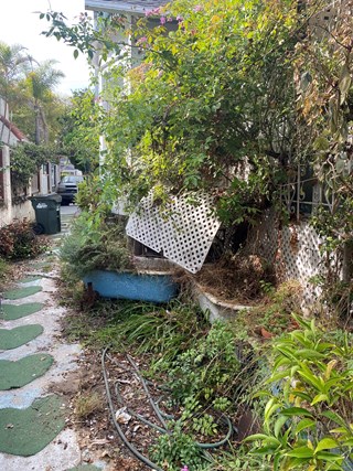Before land clearing in a backyard area
