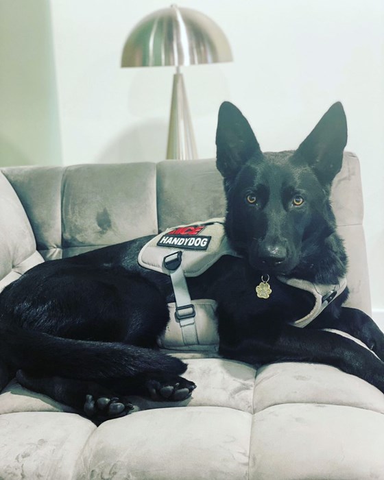 Profile Photo of Kona the Handydog Senior Receptionist
