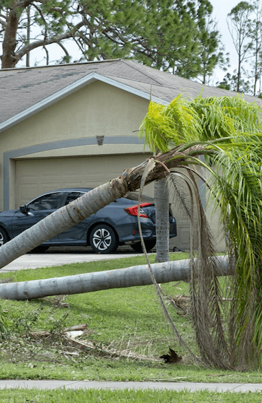 storm-damage-palm-tree-removal-emerald-coast