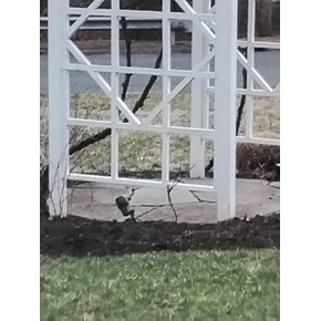 Trellis Repair Severna Park, MD- Ace Handyman Services Laurel