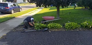removing hostas, landscaping, Maple Grove, Ace Handyman Services, handyman