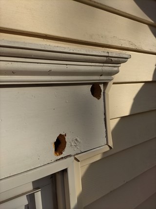 Woodpecker damaged trim in need of repair in Clifton Park!