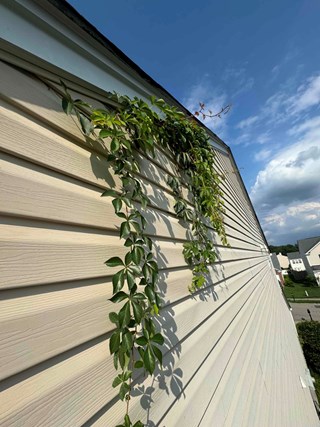 A section of a home's exterior with vines growing along the side, reaching over the edge near the roof. The vines are starting to climb and can potentially cause damage to the siding over time if not addressed.