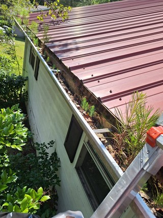 Roof with gutters heavily clogged with dirt, debris, and small plants growing inside.
