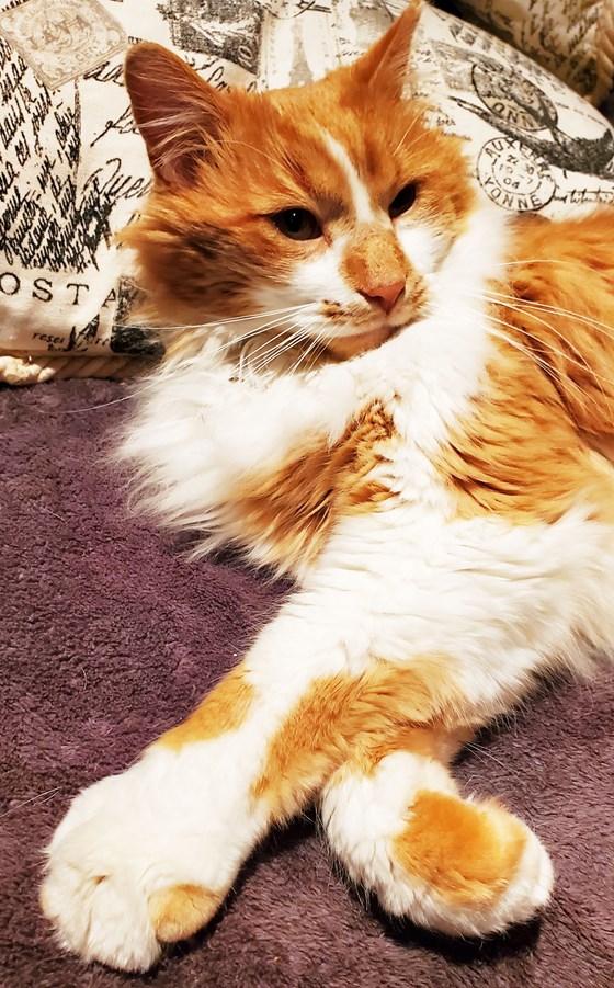 Profile Photo of Floof the Cat