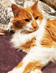 Profile Photo of office cat Floofernutter