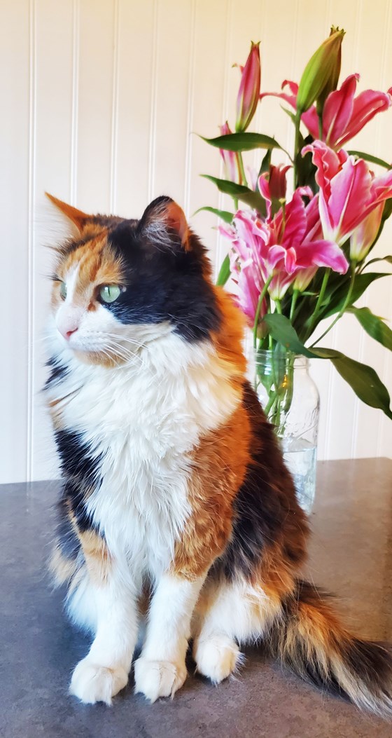 Profile Photo of office cat Goldielocks