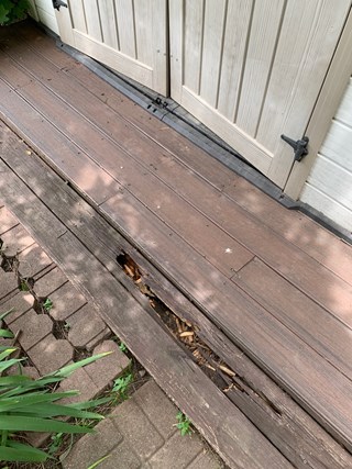 Shed stairs bf