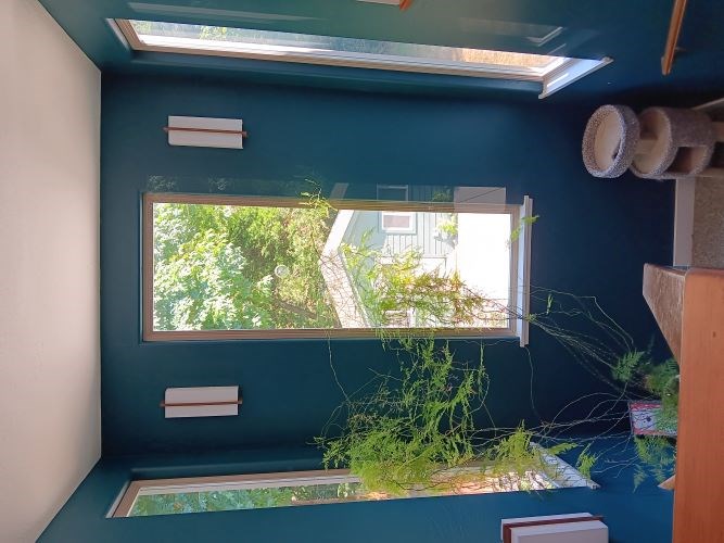 Stairwell with teal walls, narrow windows, plants, cat tree.