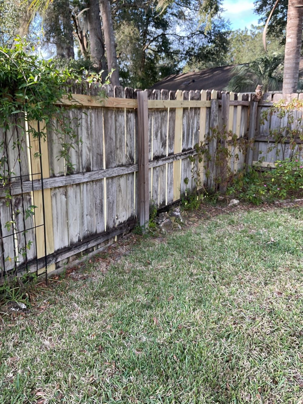 Worn wooden fence with plants, before handyman project.