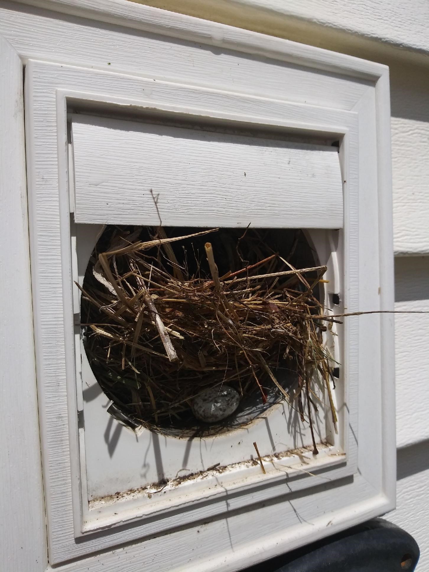 https://acehandyman-dss.ingeniuxondemand.com/Images/Offices/Illinois/Fox Valley/Blog/BCl9H-jF8zE__1.JPG Blocked Dryer Vent - Birds Nest
