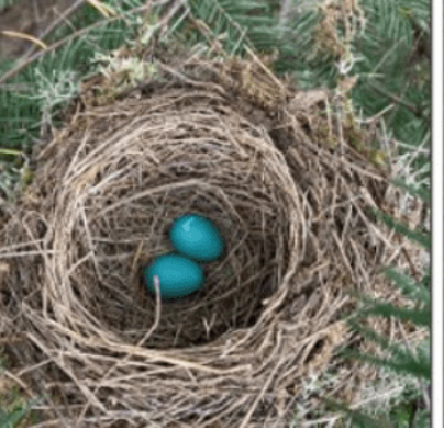 Bird's nest with two pale blue eggs nestled in dry grass