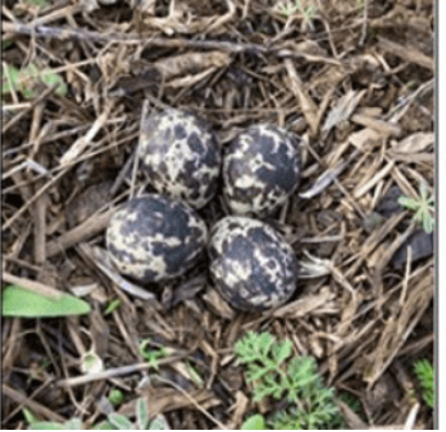 Bird's nest with speckled eggs on the ground