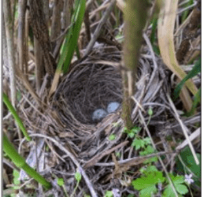 Small bird's nest tucked into a tree branch
